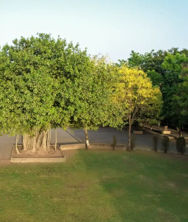 Nalanda green campus trees garden